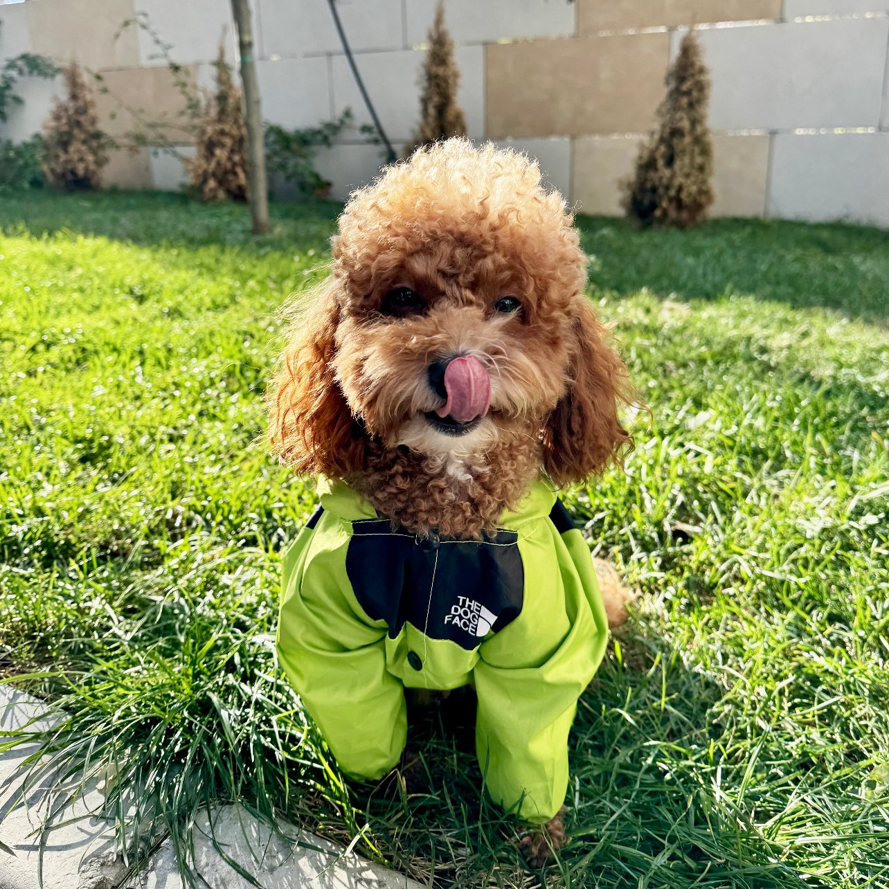 North-Dog Raincoat