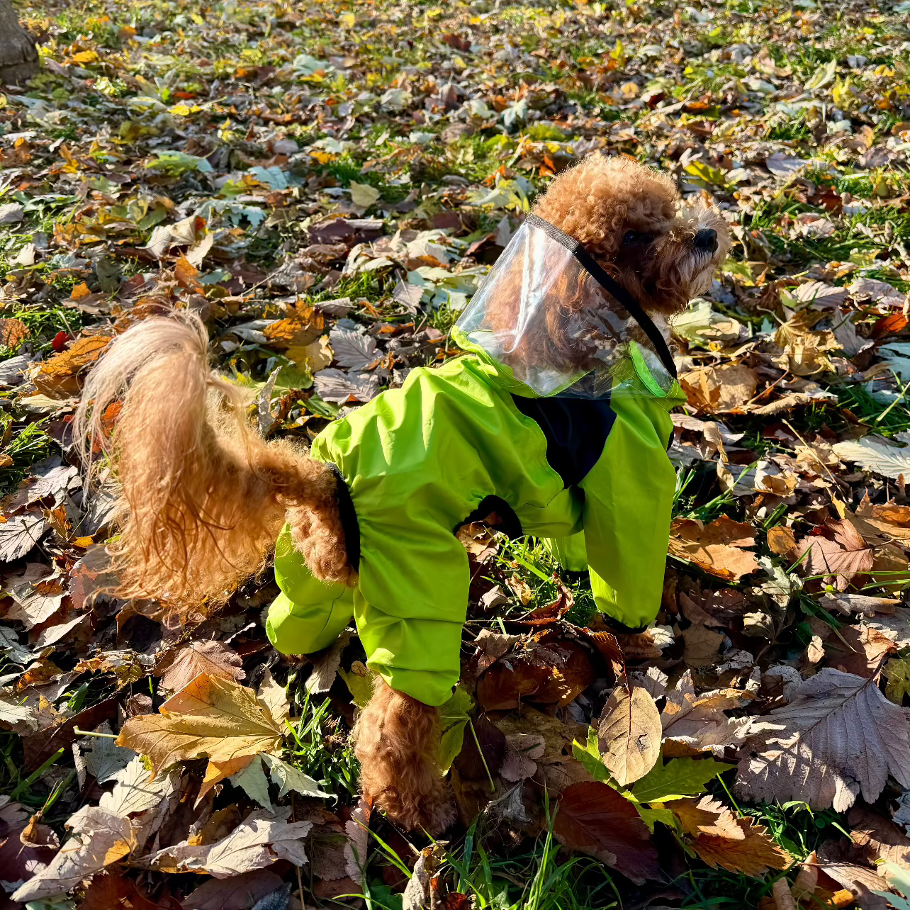 North-Dog Raincoat