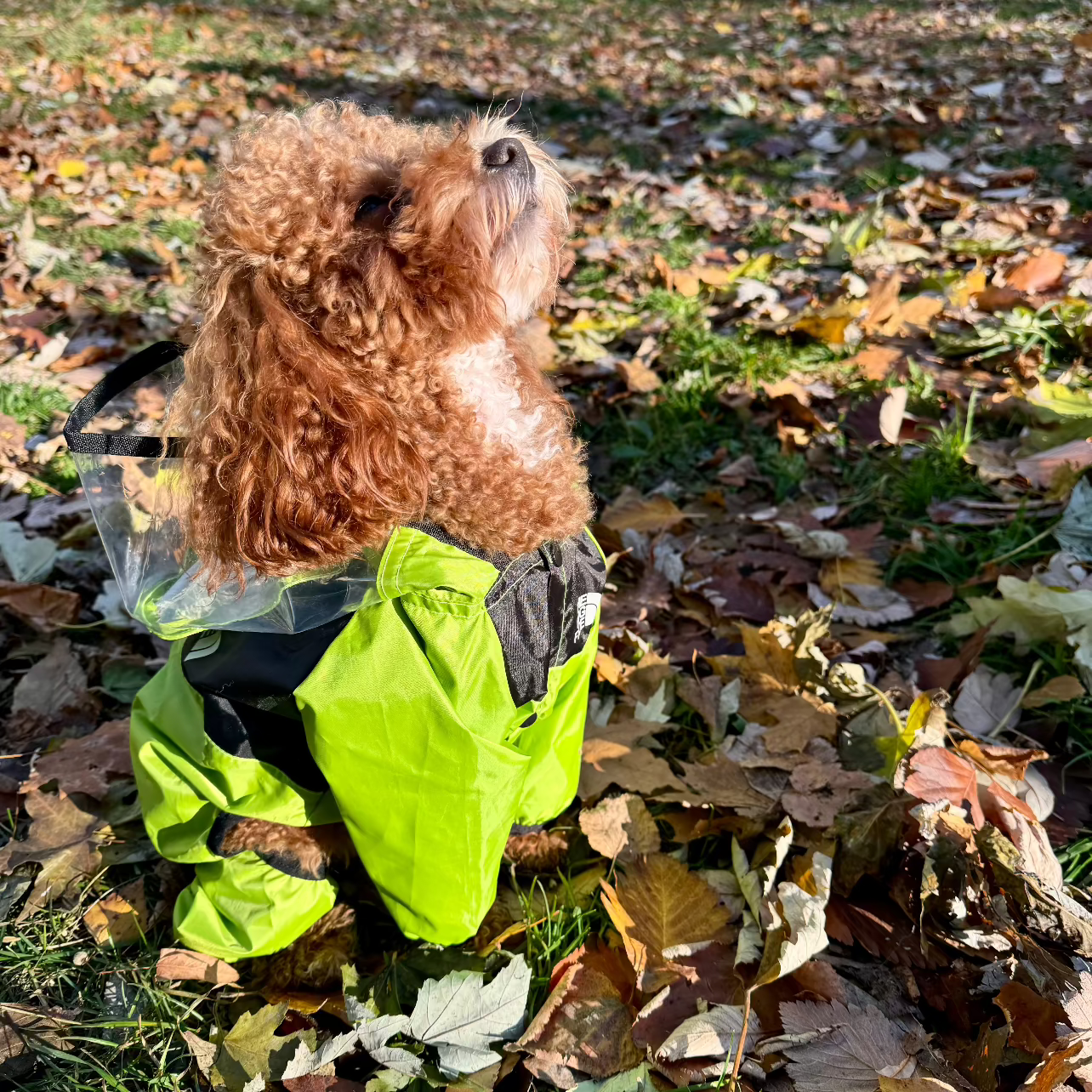 North-Dog Raincoat